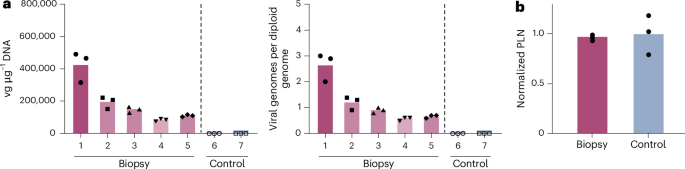 Fig. 4: Transduction efficiency and PLN phosphorylation.