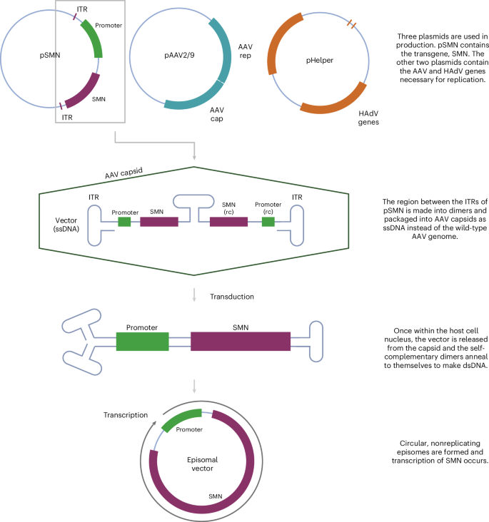 Fig. 1: Schematic of plasmids used to manufacture OA and its mechanism of action.