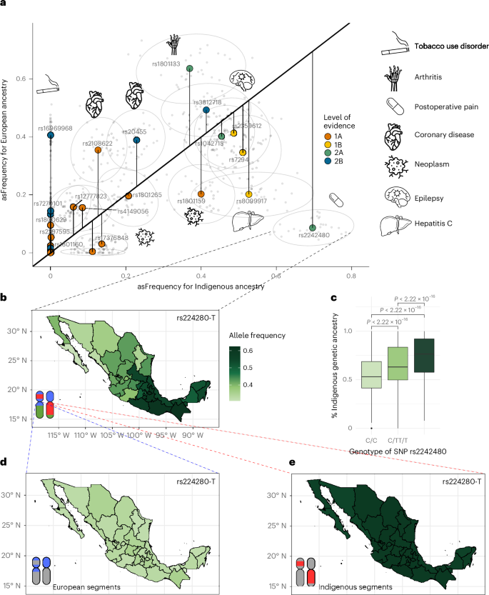 Fig. 2: asF of PGx variants in the MXB.