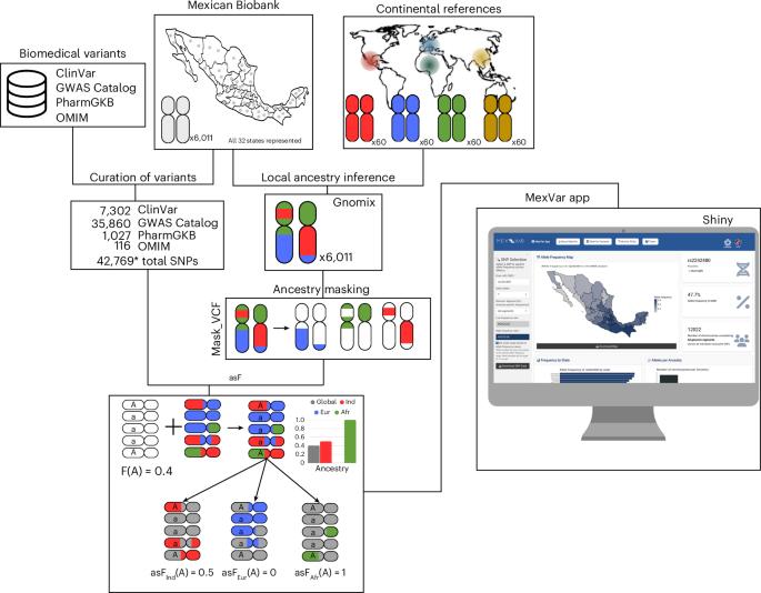 Fig. 5: MexVar is an interactive platform for exploring ancestry- and geography-informed allele frequencies in the MXB.
