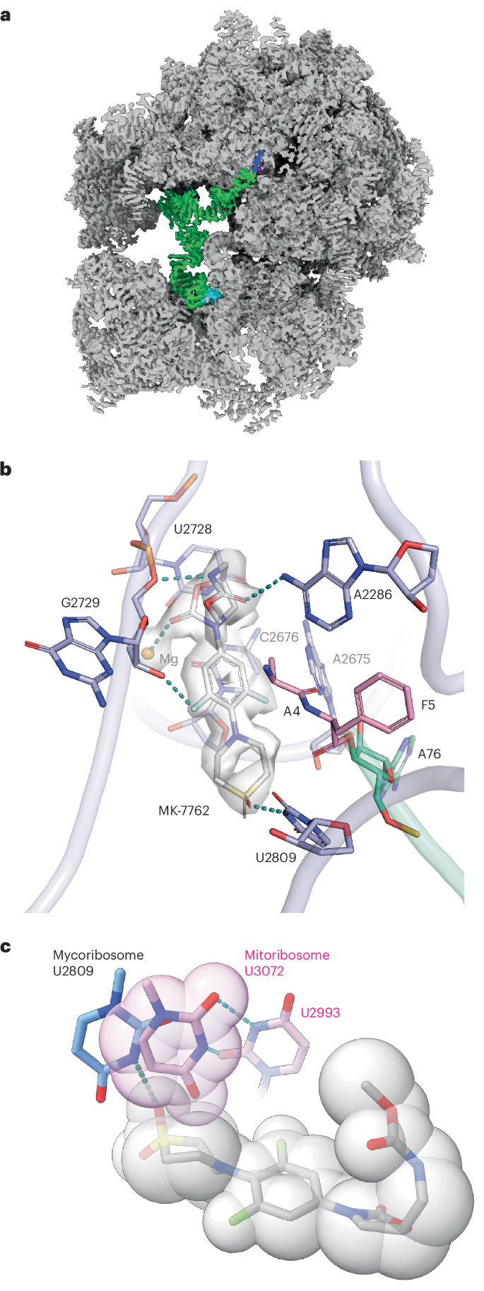 Fig. 3: Structural basis for selective inhibition of the mycobacterial ribosome.
