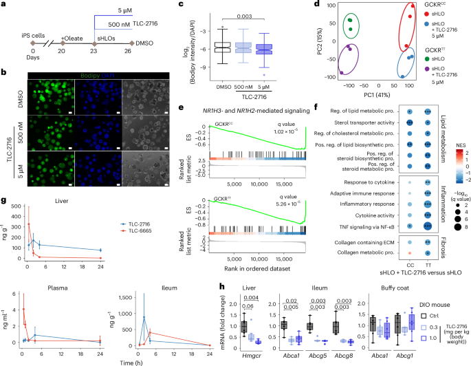Fig. 3: TLC-2716 maintains lipid homeostasis in sHLOs and has a favorable therapeutic index mediated by liver and gut restriction.