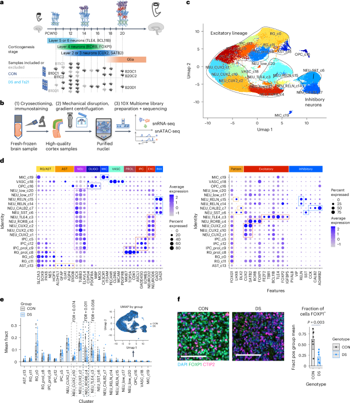 Fig. 1: A single-cell gene expression and chromatin accessibility atlas of the human fetal cortex in DS.