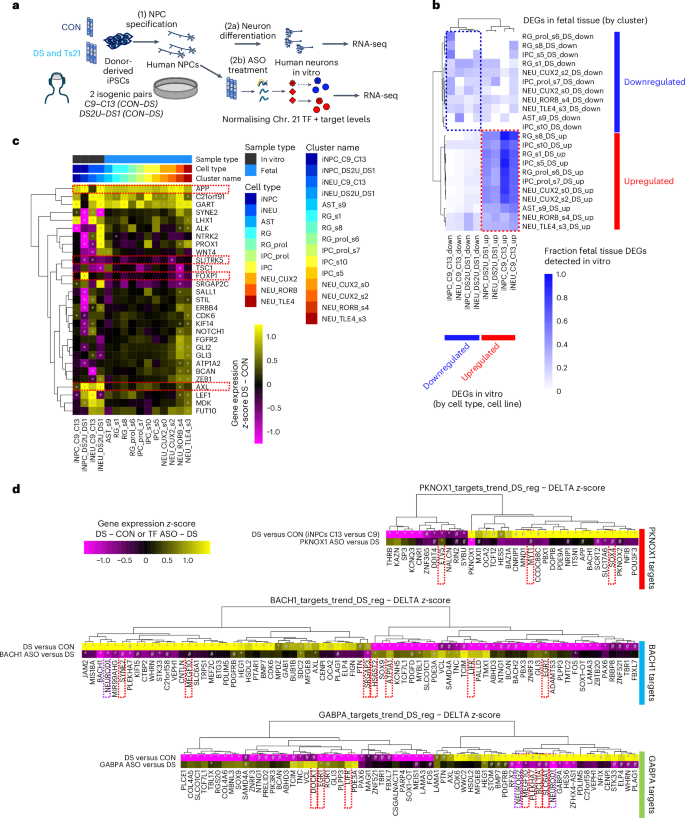 Fig. 4: Altered transcriptional programs and predicted Chr. 21 TF targets in the developing DS cortex are partially recapitulated in vitro and rescued by TF modulation.