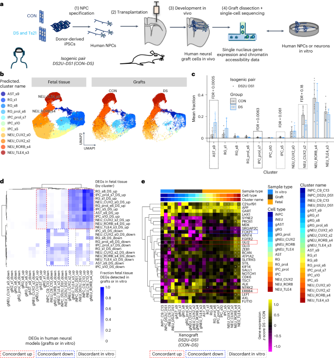 Fig. 5: Transplanted human neural cells reveal DS molecular and cellular phenotypes not recapitulated in vitro and emerging at later stages of fetal development.