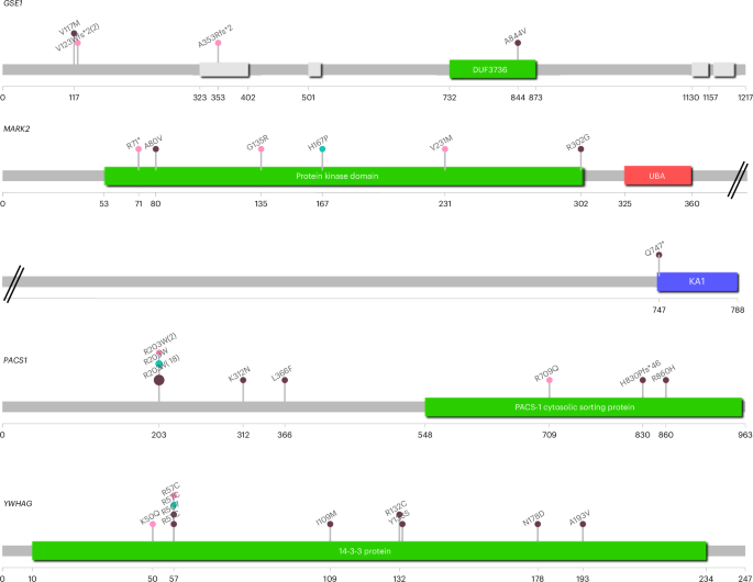Fig. 5: Lollipop diagrams illustrating variants identified in emerging autism-associated genes.