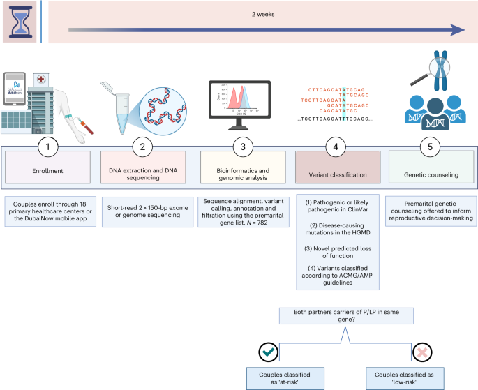 Fig. 1: Premarital screening program workflow.
