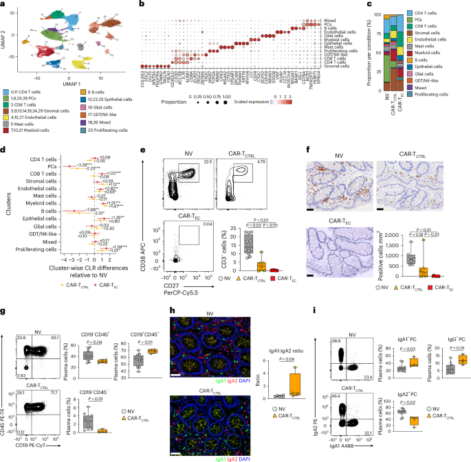 Persistence of mucosal CAR-T cells and inflammatory remodeling in enterocolitis associated with BCMA CAR-T cell therapy | Nature Medicine (via www.nature.com)