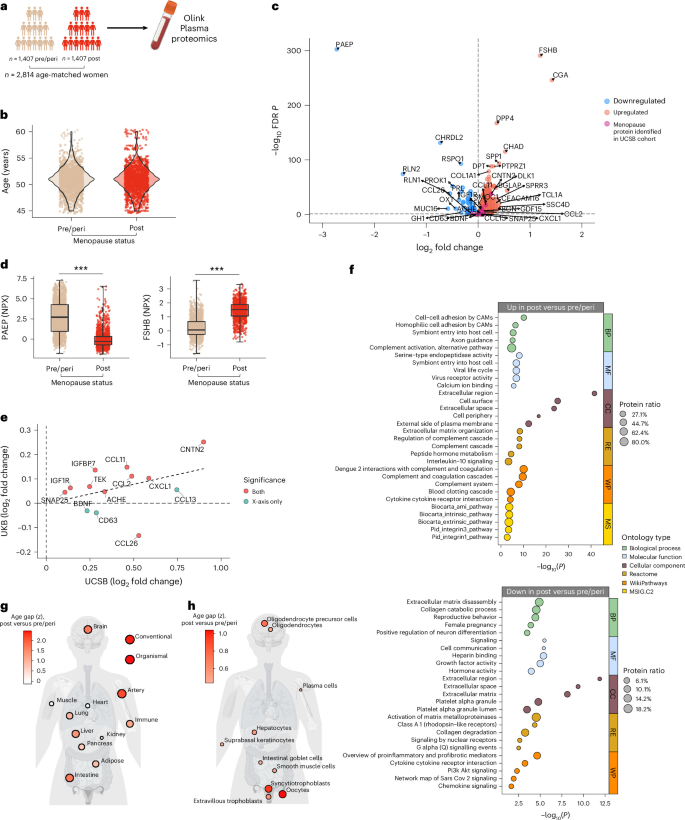 Blood proteomics of menopause map to brain aging and dementia risk | Nature  Medicine (via www.nature.com)