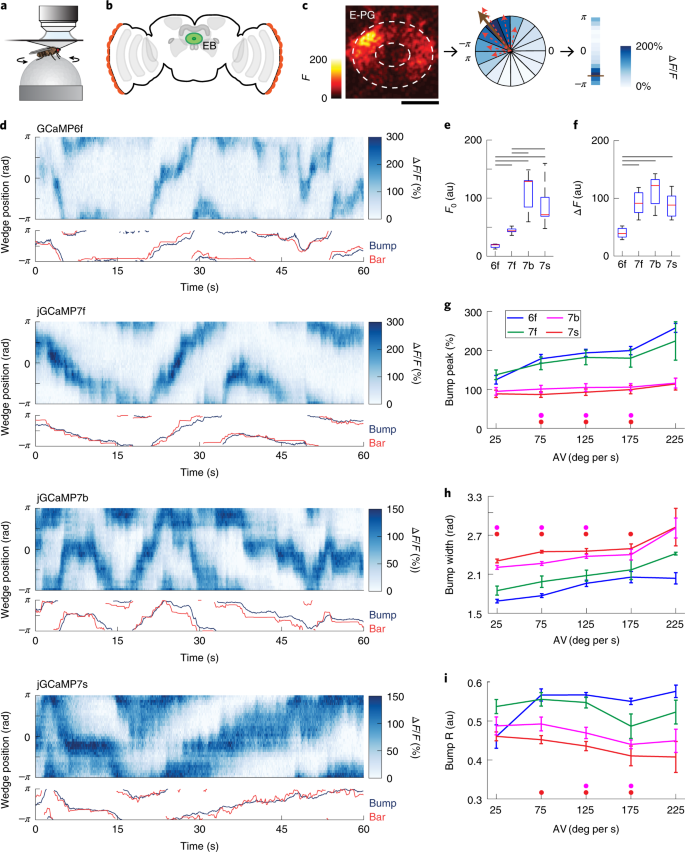 High Performance Calcium Sensors For Imaging Activity In Neuronal Populations And Microcompartments Nature Methods