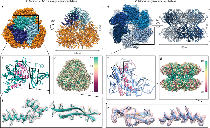 Bottom Up Structural Proteomics Cryoem Of Protein Complexes Enriched From The Cellular Milieu Nature Methods