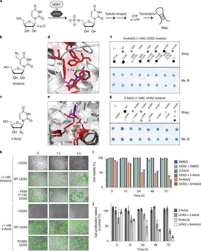 Expanding the Scope of RNA Metabolic Labeling with Vinyl