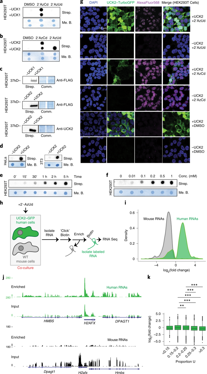 Expanding the Scope of RNA Metabolic Labeling with Vinyl