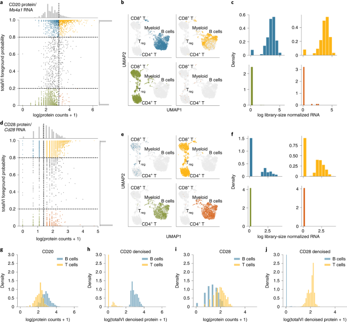 Joint Probabilistic Modeling Of Single Cell Multi Omic Data With Totalvi Nature Methods