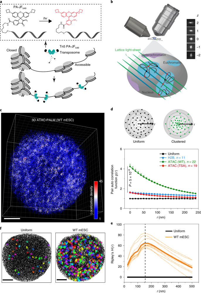 3D ATAC-PALM: super-resolution imaging of the accessible genome | Nature  Methods