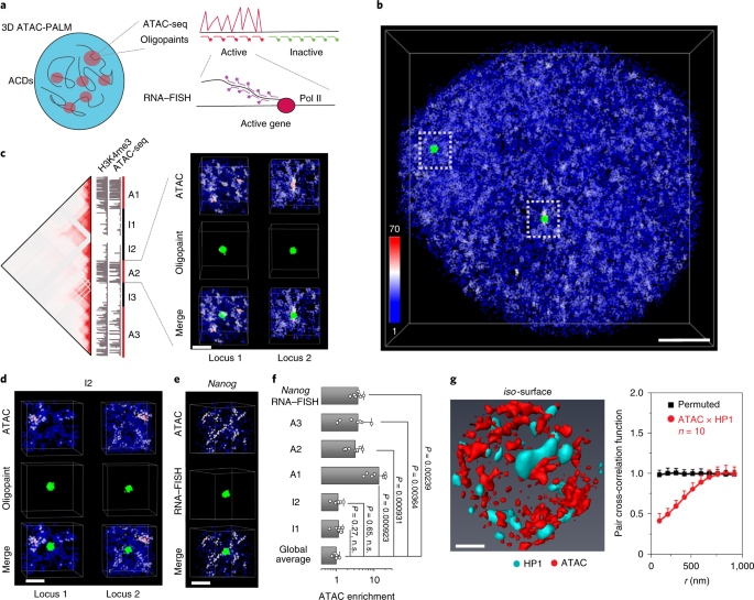 3d Atac Palm Super Resolution Imaging Of The Accessible Genome Nature Methods