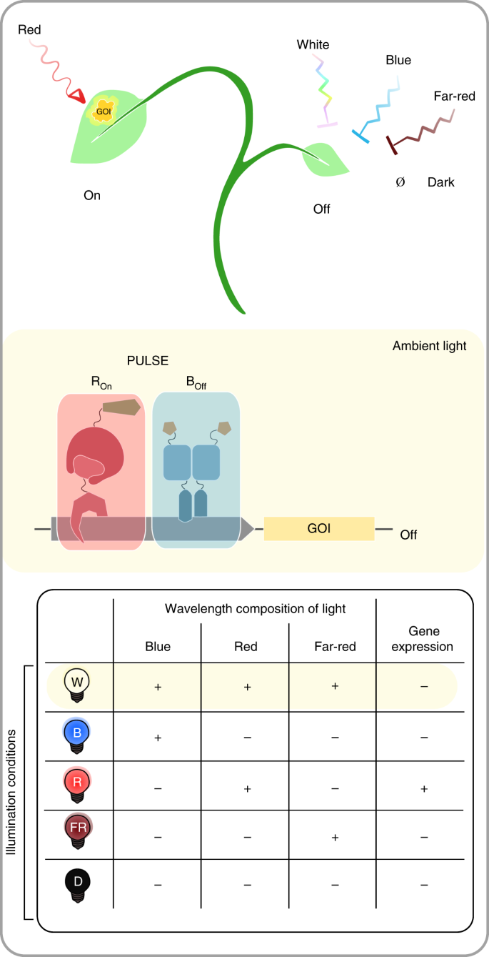 Optogenetic Control Of Gene Expression In Plants In The Presence Of Ambient White Light Nature Methods
