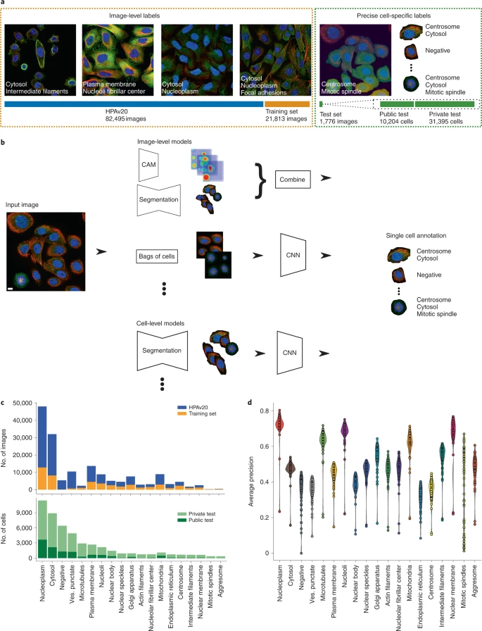 Analysis of the Human Protein Atlas Weakly Supervised Single-Cell Classification competition