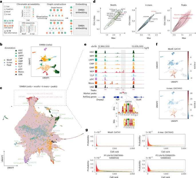 Fig. 3: Single-cell ATAC-seq analysis of the human hematopoiesis dataset using SIMBA.