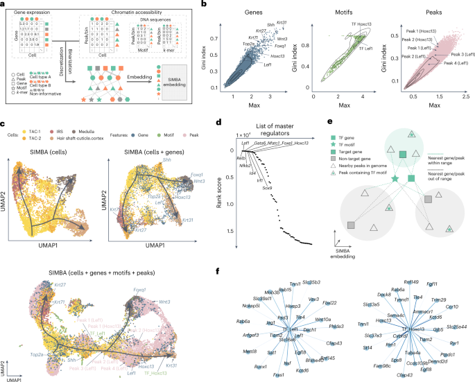 Fig. 4: Multimodal analysis of the SHARE-seq hair follicle dataset using SIMBA.