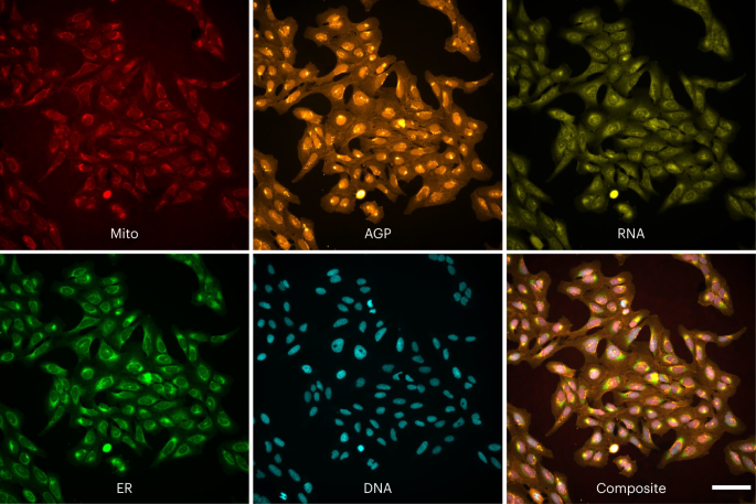 Fig. 1: Sample images from the dataset.