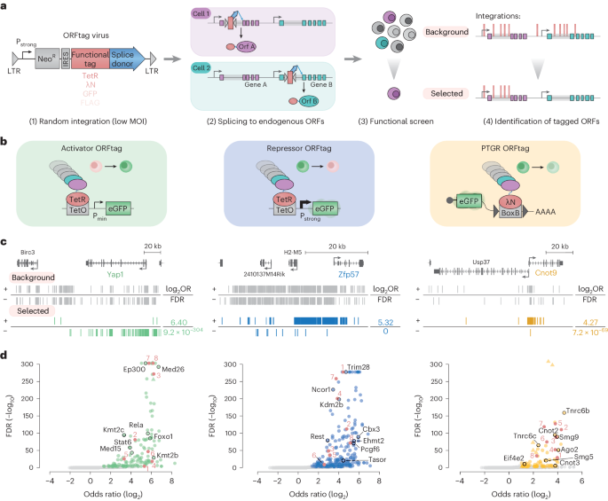 Fig. 1: ORFtag is a versatile tool for proteome-wide functional assays.