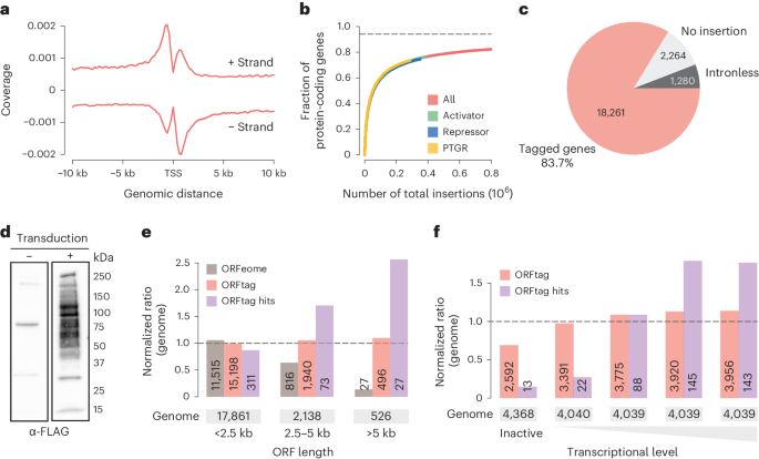 Fig. 3: Scope and limitations of massive parallel protein tagging using ORFtag.