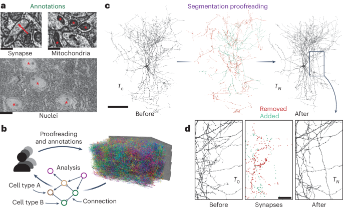 Fig. 1: Proofreading and analysis of connectomics datasets.