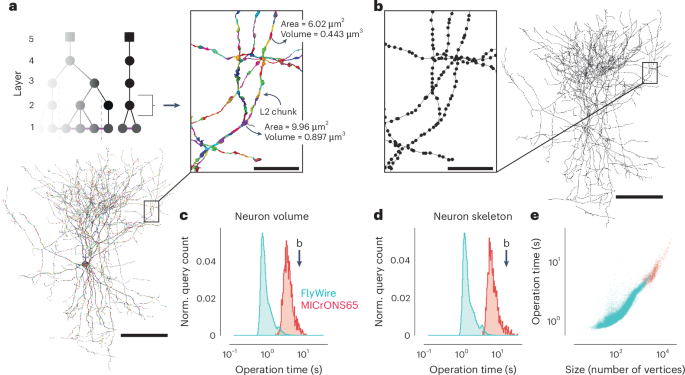 Fig. 3: Fast calculation of morphological features and skeletons.