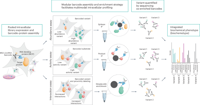 Measuring multiple intracellular biochemical properties of proteins ...