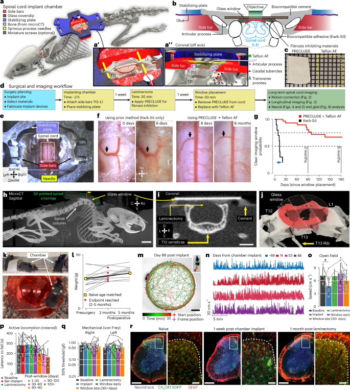 Long-term optical imaging of the spinal cord in awake behaving 