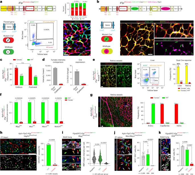 Fig. 1: iFlpMosaics allow efficient and ratiometric labeling of mutant and wild-type cells.