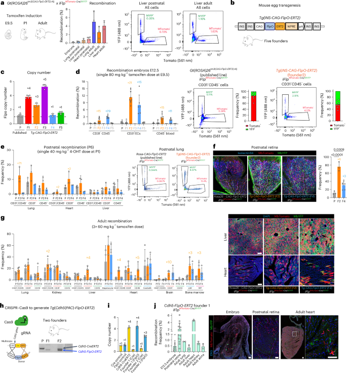 Fig. 2: Generation of ubiquitous and tissue-specific FlpO-ERT2 mouse lines.