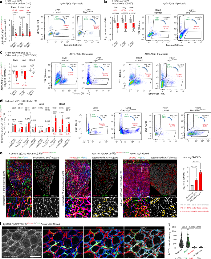 Fig. 3: Ratiometric iFlpMosaics allow high-throughput assessment of a cell-autonomous gene function.