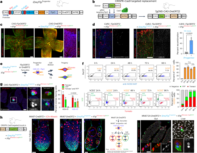 Fig. 5: iDre/FlpProgenitor enables the induction of genetic mosaics in the progeny of single cells.