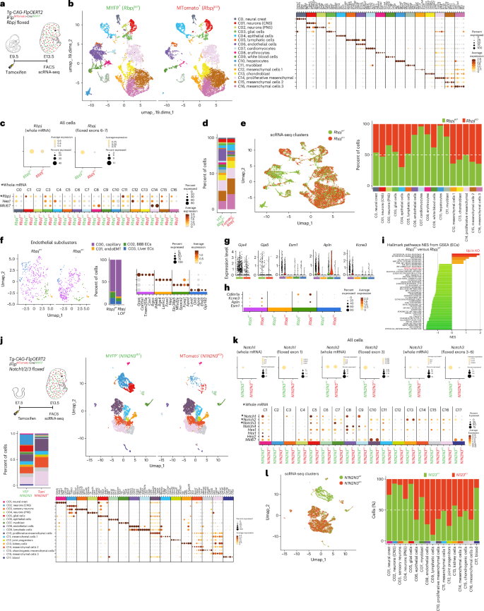 Fig. 6: Combining scRNA-seq with ratiometric iFlpMosaics to reveal cell-autonomous gene function.