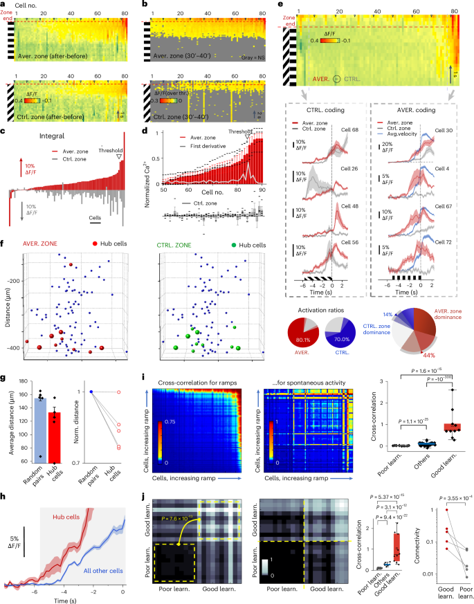 Fig. 5: Competing neuronal networks form clusters centered around hub cells with higher and earlier ramp-like responses and locally increased connectivity.