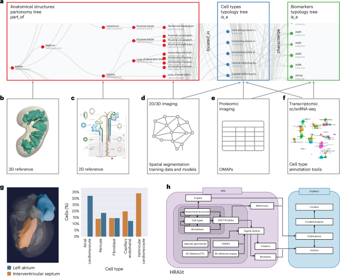 Fig. 1: Human Reference Atlas components and linkages.