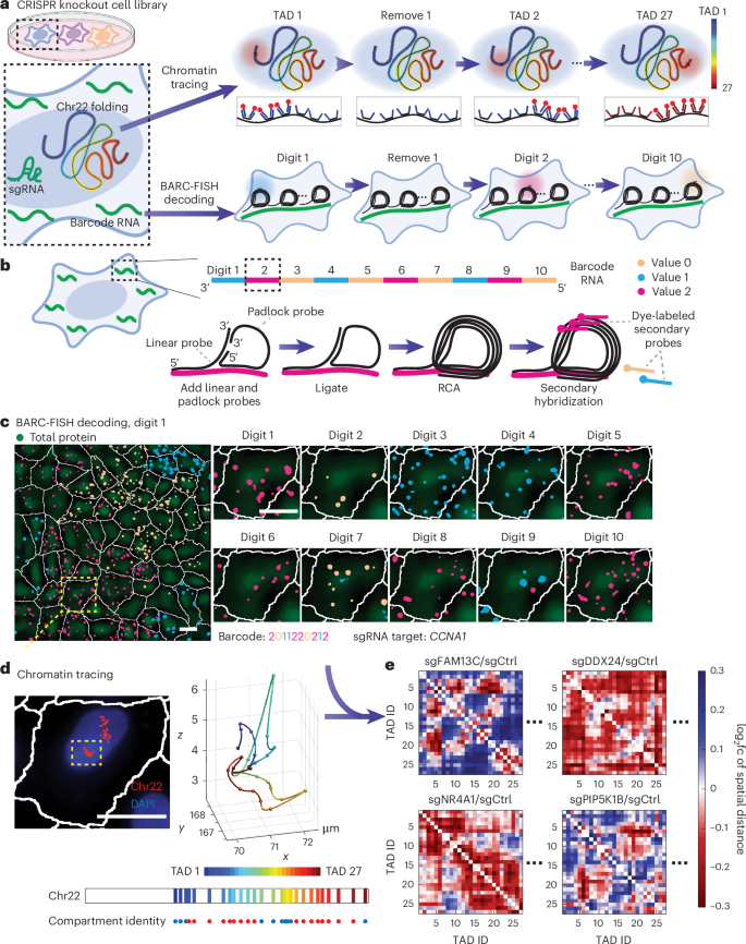 Fig. 1: Perturb-tracing enables image-based pooled CRISPR screen of chromatin and nuclear organization regulators.