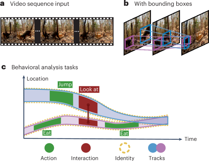 Computer vision for primate behavior analysis in the wild | Nature Methods
