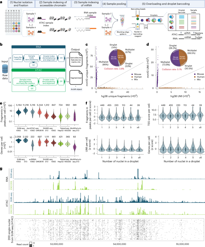 Fig. 1: SUM-seq allows simultaneous profiling of chromatin accessibility and gene expression in single cells at ultra-high-throughput scale.