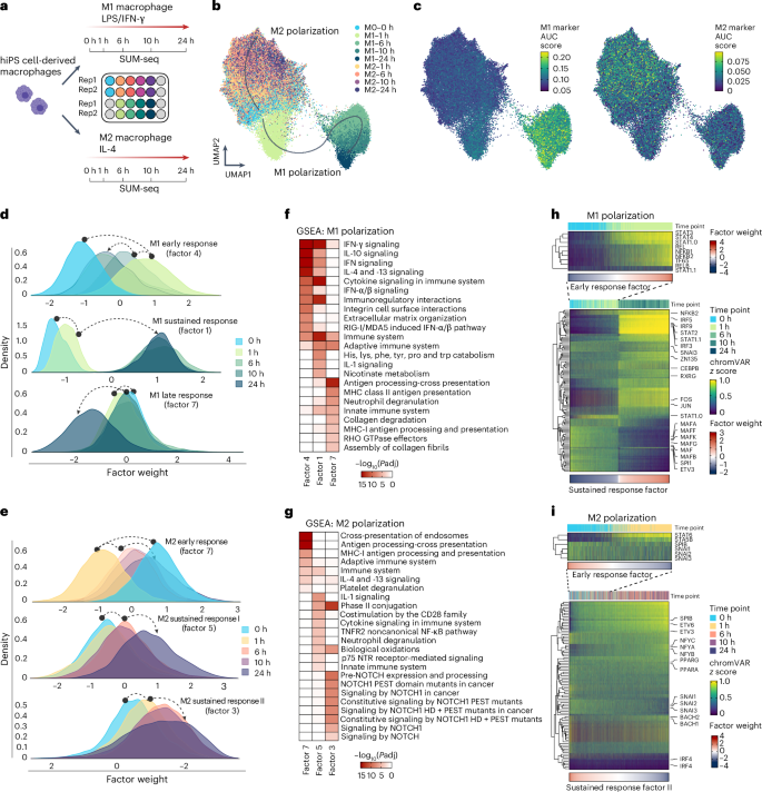 Fig. 2: Integrated chromatin accessibility and gene expression data at single-nucleus resolution via SUM-seq characterize differentiation trajectories along M1/M2 macrophage polarizations.
