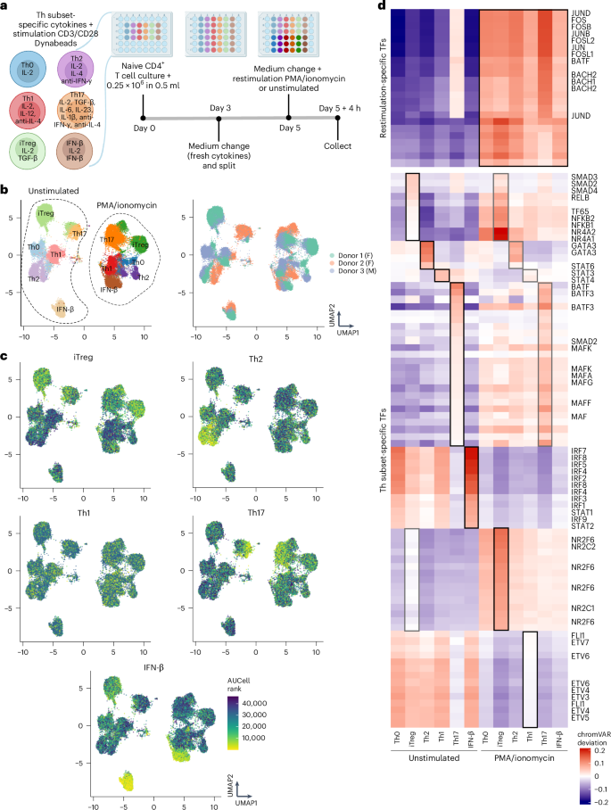 Fig. 4: SUM-seq data validate the identity of human T cells differentiated to diverse Th subsets and reveal subset-specific and restimulation-responsive TFs.