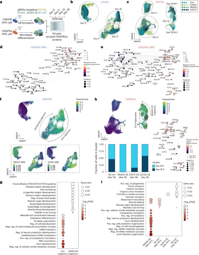 Fig. 5: SUM-seq paired with CRISPRi/a characterizes the roles of GATA2, NR4A2 and SOX17 on regulatory network dynamics along spontaneous hiPS cell differentiation.