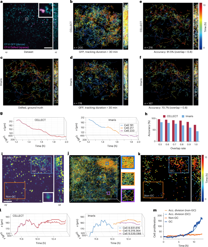 Fig. 3: Three-dimensional tracking of dense immune cells in mouse lymph nodes.