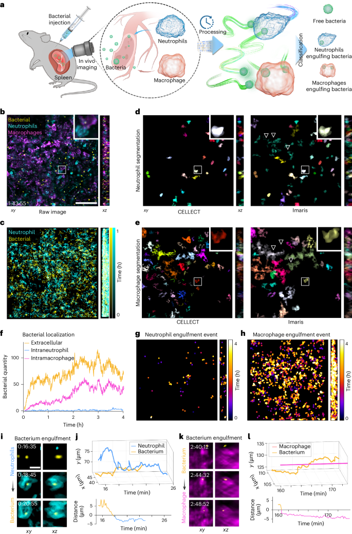 Fig. 4: Simultaneous tracking and segmentation of CELLECT facilitate accurate identification of immune interactions among bacteria, neutrophils and macrophages.