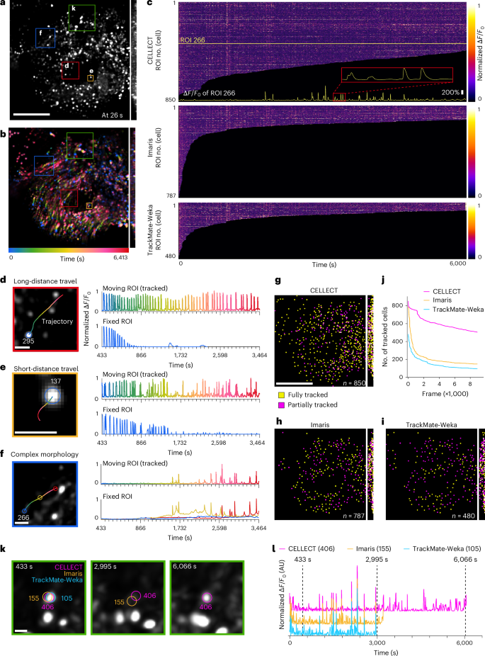 Fig. 5: Tracking of neural activities at single-cell resolution during strong tissue deformation.