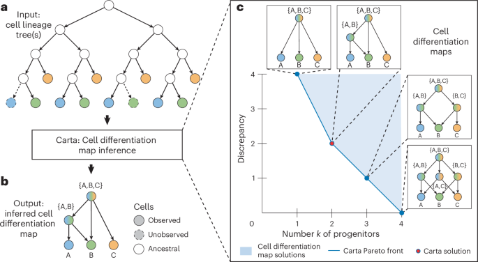 Fig. 1: Cell differentiation mapping from lineage tracing data using Carta.