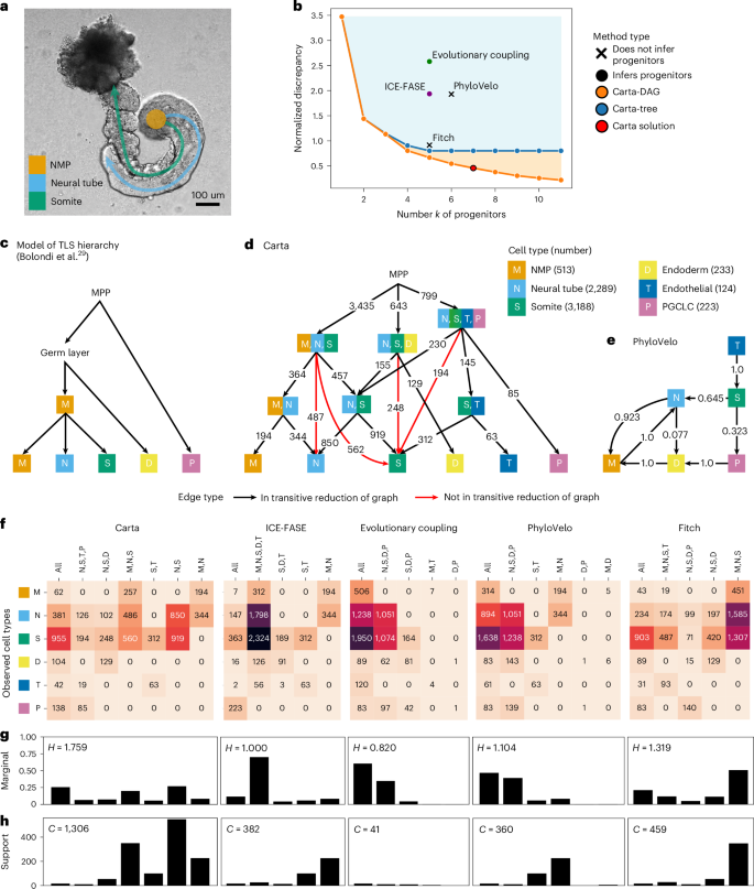 Fig. 3: Carta accurately infers the cell differentiation map of TLSs, an in vitro model of mammalian trunk development.
