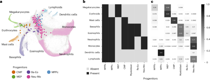 Fig. 5: Carta predicts the fate of undifferentiated hematopoietic progenitor cells.